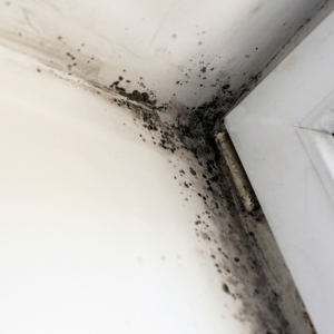Mold Inspection Near Me