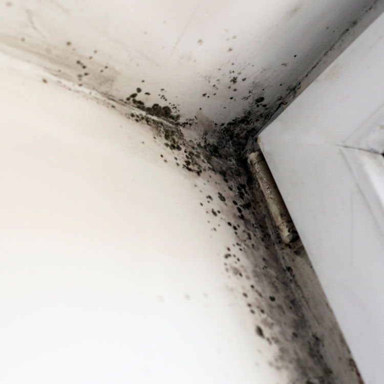 Mold Inspection The Important Signs You Need to Know