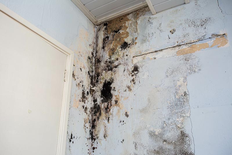 Mold Remediation Service