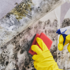 Macon mold remediation service