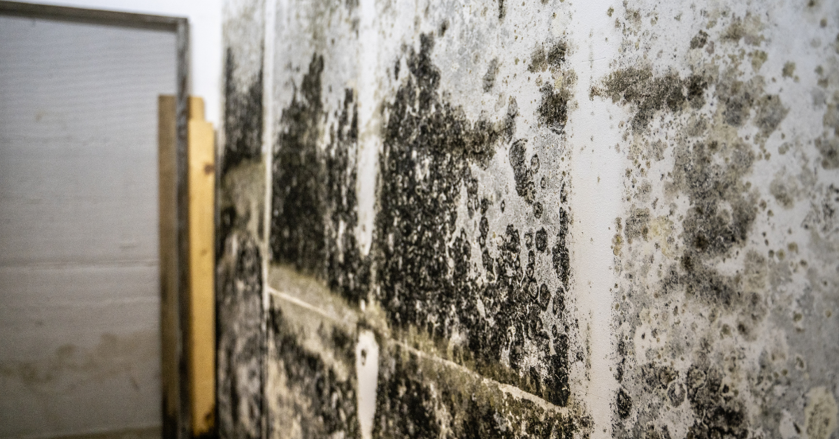 mold remediation services