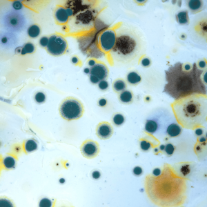 black mold remediation macon ga