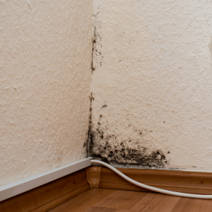How dangerous black mold